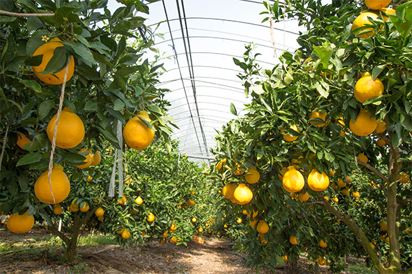 熊本植木町でフルーツ・野菜の収穫！